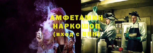 сатива Новозыбков