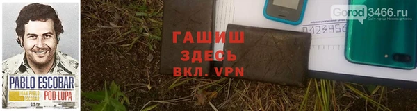 сатива Новозыбков