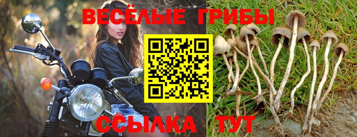 Псилоцибиновые грибы мицелий Энгельс