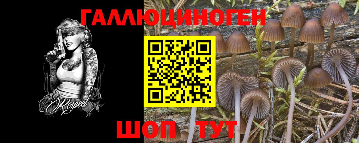 Галлюциногенные грибы Psilocybine cubensis Энгельс